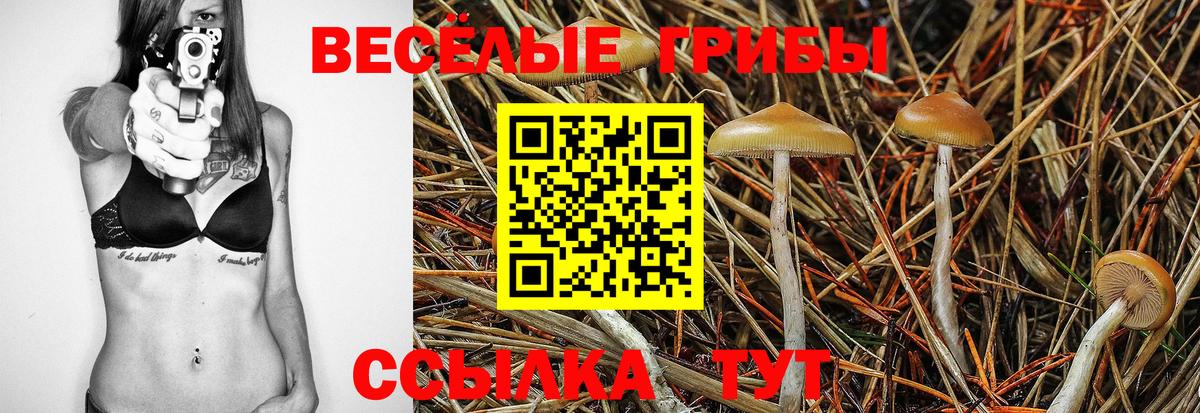 Псилоцибиновые грибы GOLDEN TEACHER  Вход с VPN  Сердобск  Галлюциногенные грибы Cubensis 